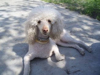 גזע כלבים פודל