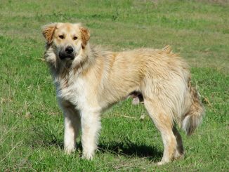 גזע כלבים רועה כבשים פירנאי