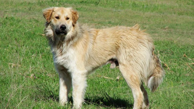 Pyrenean-Shepherd גזע כלבים רועה כבשים פירנאי