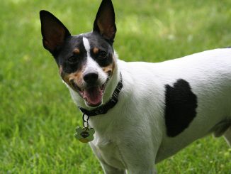 גזע כלבים רט-טרייר