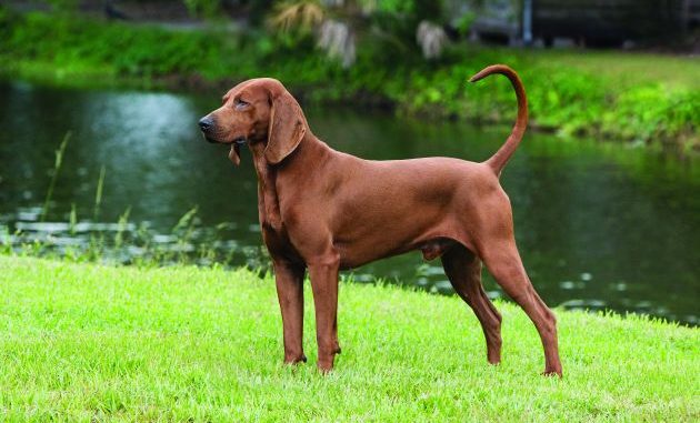 Redbone-Coonhound גזע כלבים רדבון קונהאונד