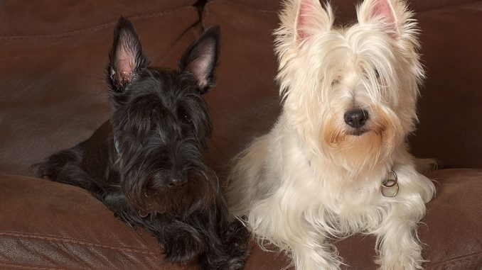 Scottish-Terrier גזע כלבים סקוטיש טרייר