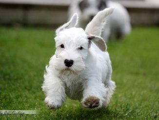 גזע כלבים סיליהם טרייר