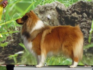 גזע כלבים כלב רועים שלטי