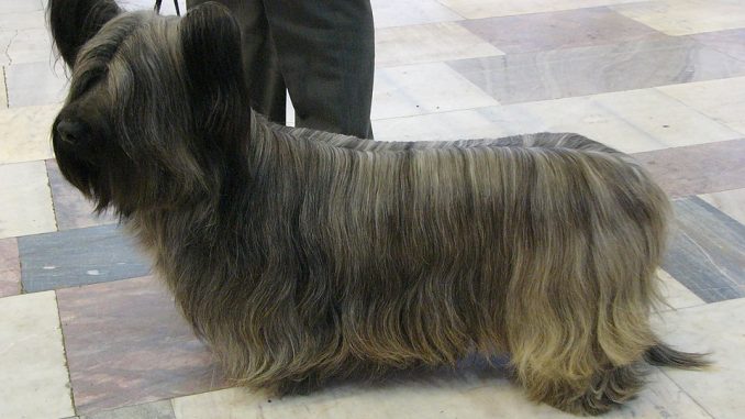 Skye-Terrier גזע כלבים סקאי טרייר