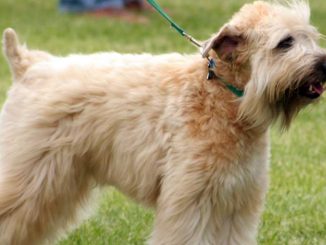 גזע כלבים טרייר אירי רך שיער