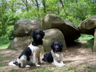 גזע כלבים פוינטר פריזי