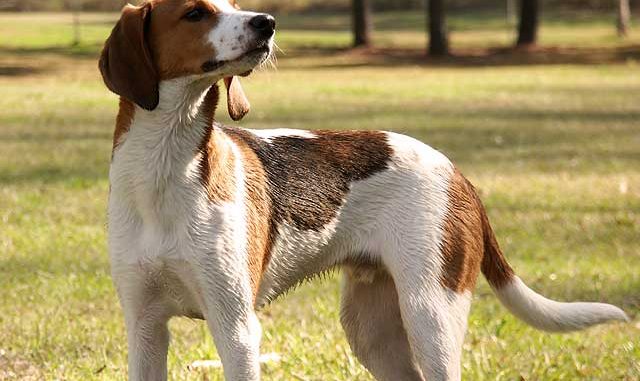 Treeing-Walker-Coonhound גזע כלבים טרינג ווקר קונהאונד