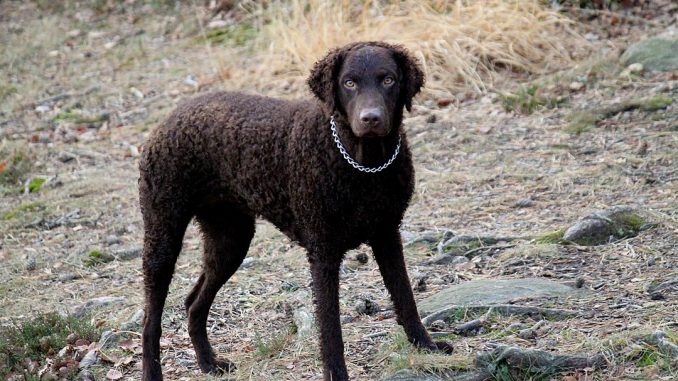 גזע כלבים רטריבר מתולתל