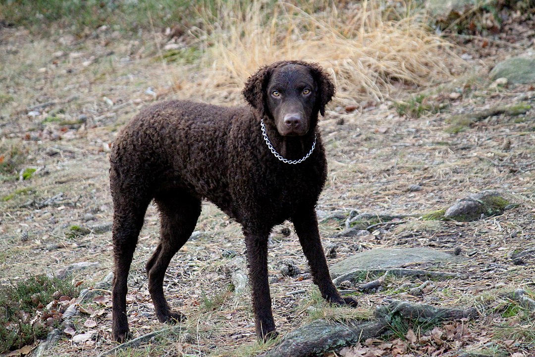 curly coated lab