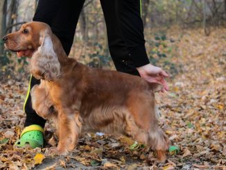 גזע כלבים קוקר ספניאל אנגלי