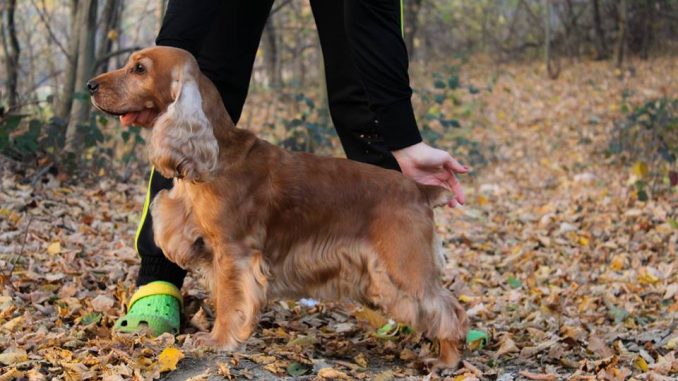 English-Cocker-Spaniel גזע כלבים קוקר ספניאל אנגלי