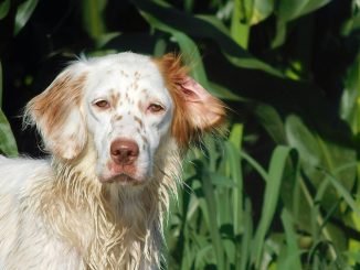 גזע כלבים סטר אנגלי