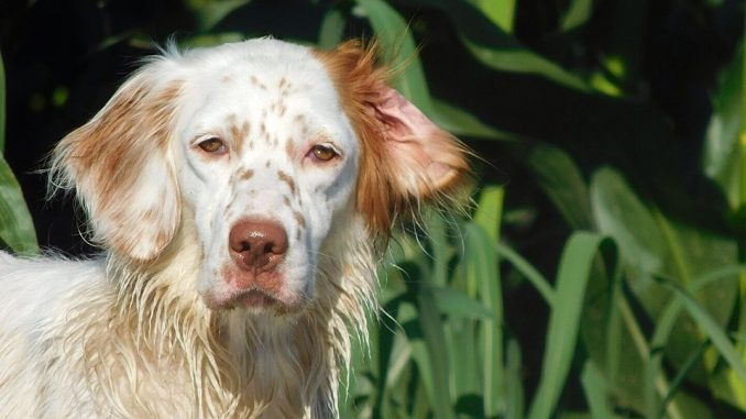 English-Setter גזע כלבים סטר אנגלי