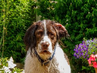 גזע כלבים ספרינגר ספניאל אנגלי