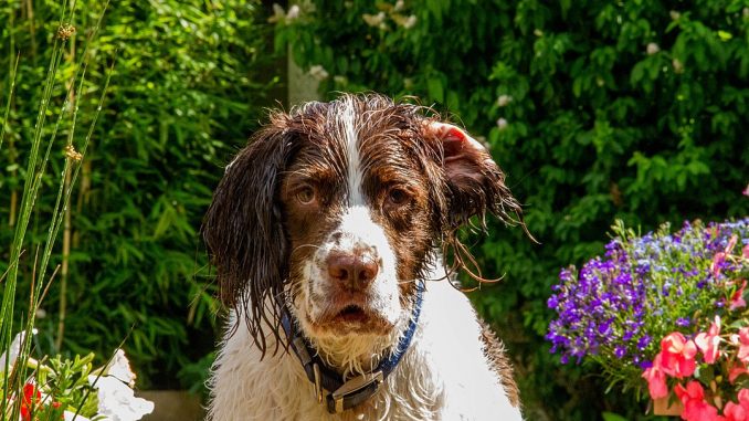 English-Springer-Spaniel גזע כלבים ספרינגר ספניאל אנגלי