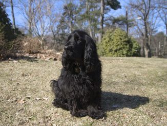 גזע כלבים ספניאל שדה