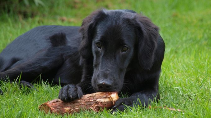 Flat-Coated-Retriever גזע כלבים רטריבר חלק-שיער