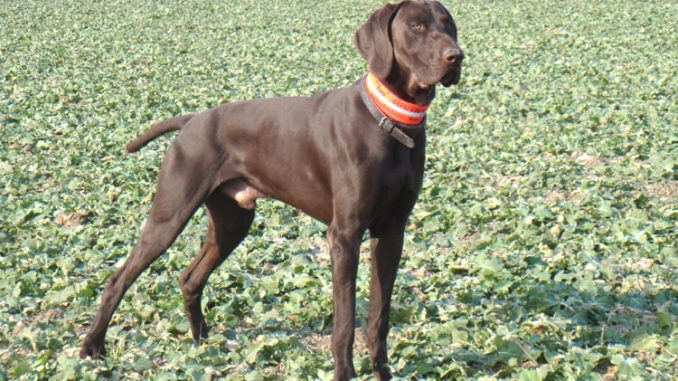 German-Shorthaired-Pointer גזע כלבים פוינטר גרמני קצר שיער