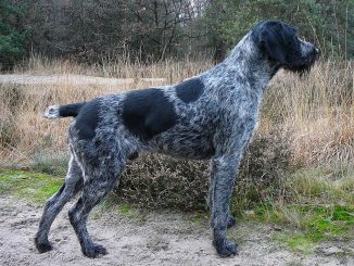 גזע כלבים ווירהרד פוינטר גרמני