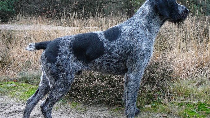 German-Wirehaired-Pointer גזע כלבים ווירהרד פוינטר גרמני