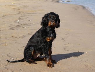 גזע כלבים גורדון סטר