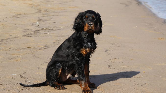Gordon-Setter גזע כלבים גורדון סטר