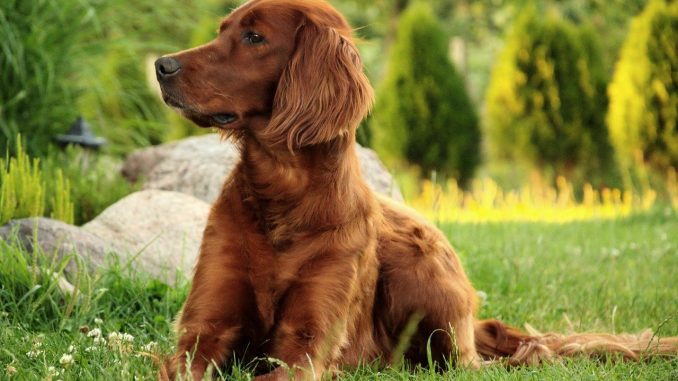 Irish-Setter גזע כלבים סטר אירי