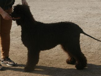 גזע כלבים ספניאל מים אירי