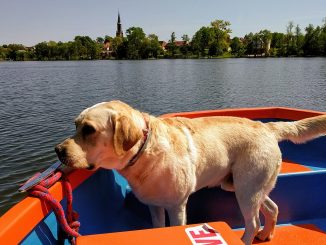 גזע כלבים לברדור רטריבר