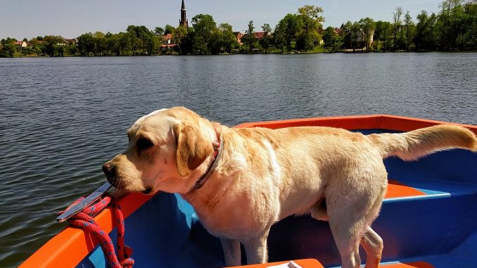 Labrador-Retriever גזע כלבים לברדור רטריבר