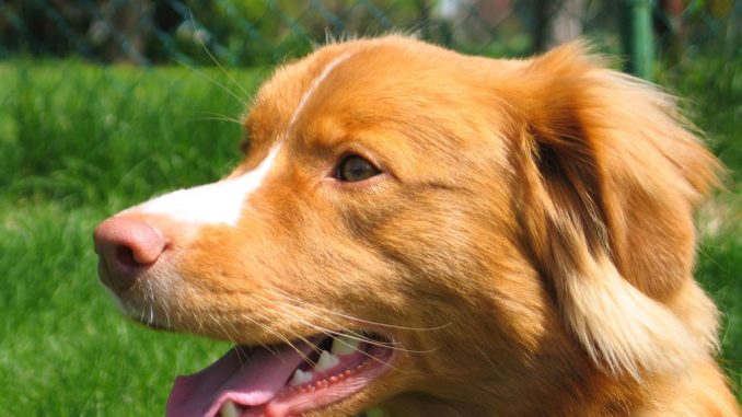 Nova-Scotia-Duck-Tolling-Retriever גזע כלבים נובה סקוטיה דאק טולינג רטריבר