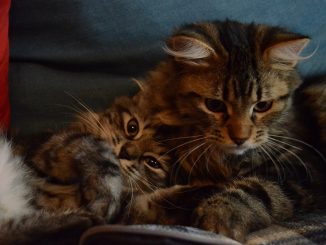 חתול סיבירי