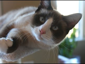 חתול סנואו-שו