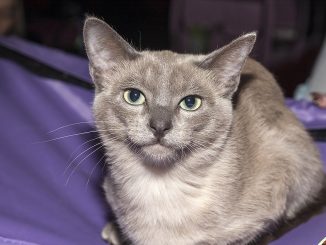 חתול טונקינזי