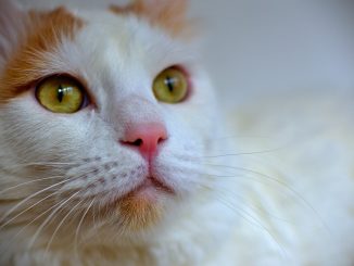 חתול ואן טורקי