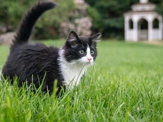 חתול טוקסידו