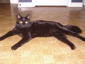 חתול יורק שוקולד