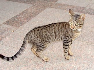 חתול מאו מצרי