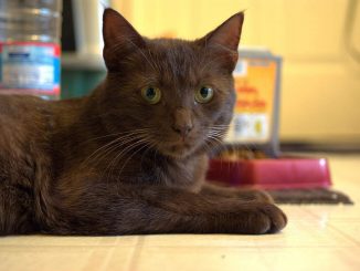 חתול הוואנה חום