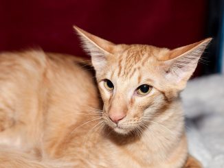 חתול ג'אווניסי