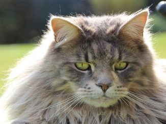 חתול מיין קון