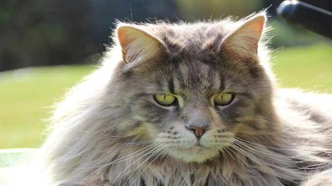Maine-Coon חתול מיין קון