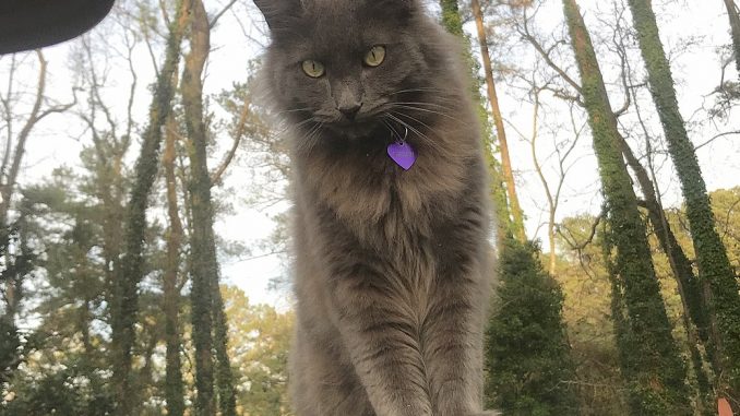 Nebelung חתול נבלונג
