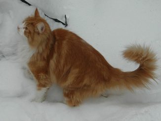 חתול יערות נורבגי