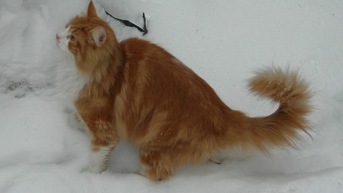 Norwegian-Forest-Cat חתול יערות נורבגי