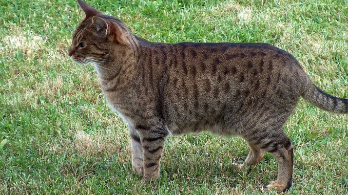 Ocicat חתול אוסיקט