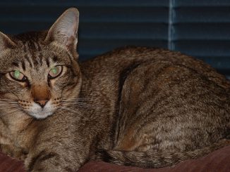 חתול אוריינטלי קצר שיער