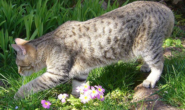 חתול פיקסי בוב