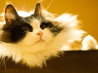 חתול רגמפין